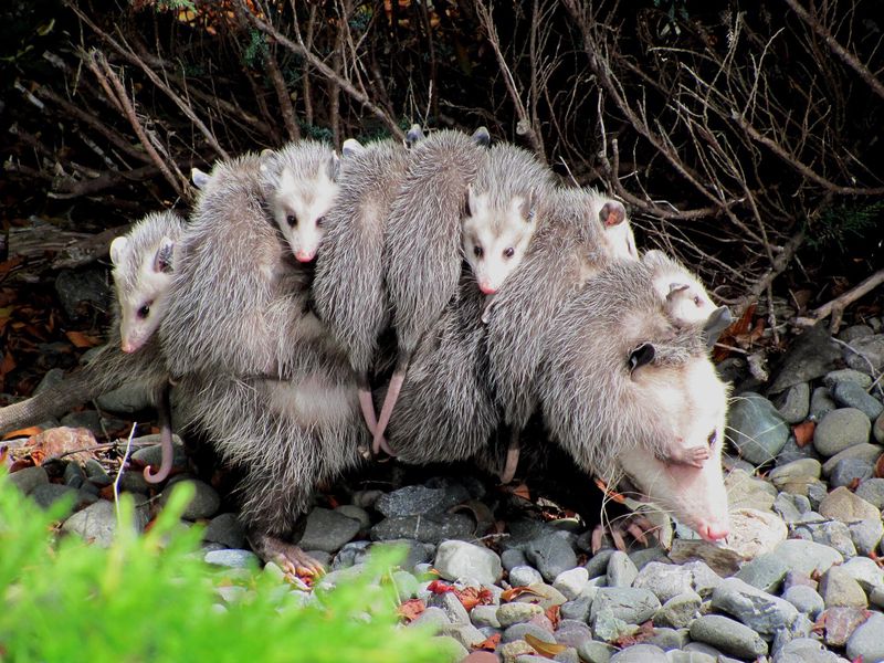 Virginia opossum, Didelphis virginiana, (mother with nine young)