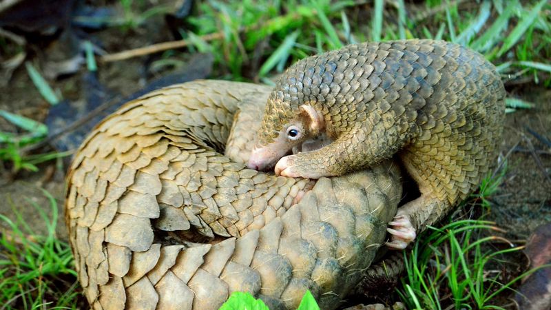 A Philippine pangolin pup and its mother