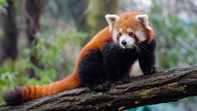 Red panda sitting on a tree branch